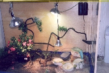 terrarium