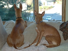 Cardhu and Allie