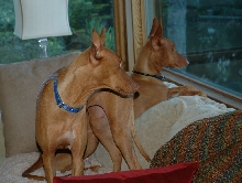 Allie (front) and Cardhu
