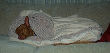 Allie in a blanket