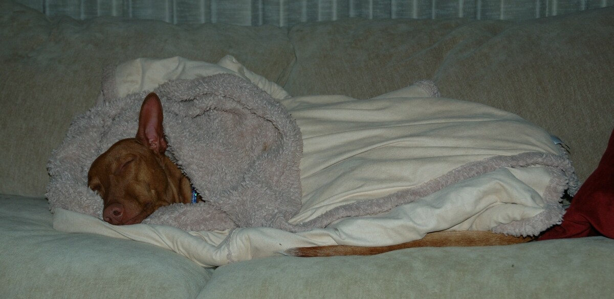 Allie in a blanket