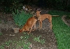 Allie and Cardhu digging
