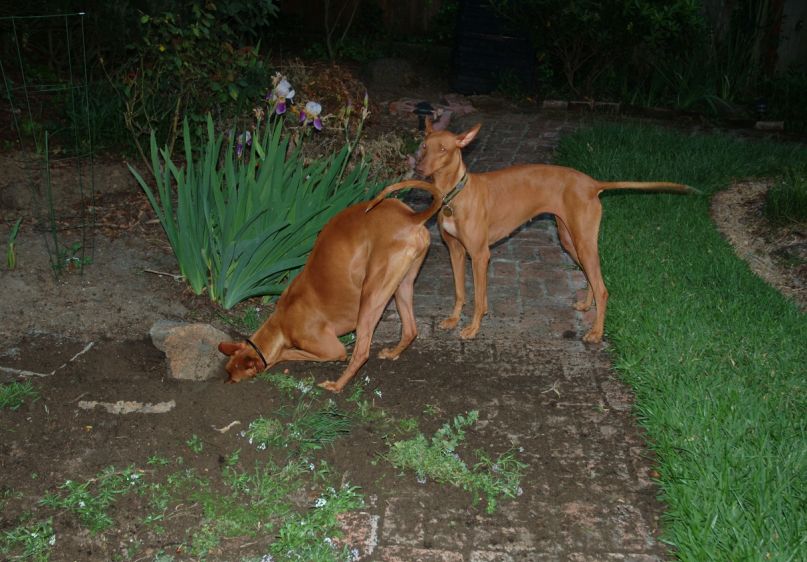 Allie and Cardhu digging
