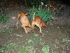 Allie and Cardhu digging some more