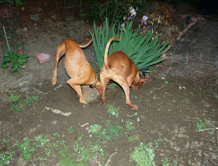 Allie and Cardhu digging some more