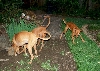 Dharma and Cardhu digging---Allie chasing dirt