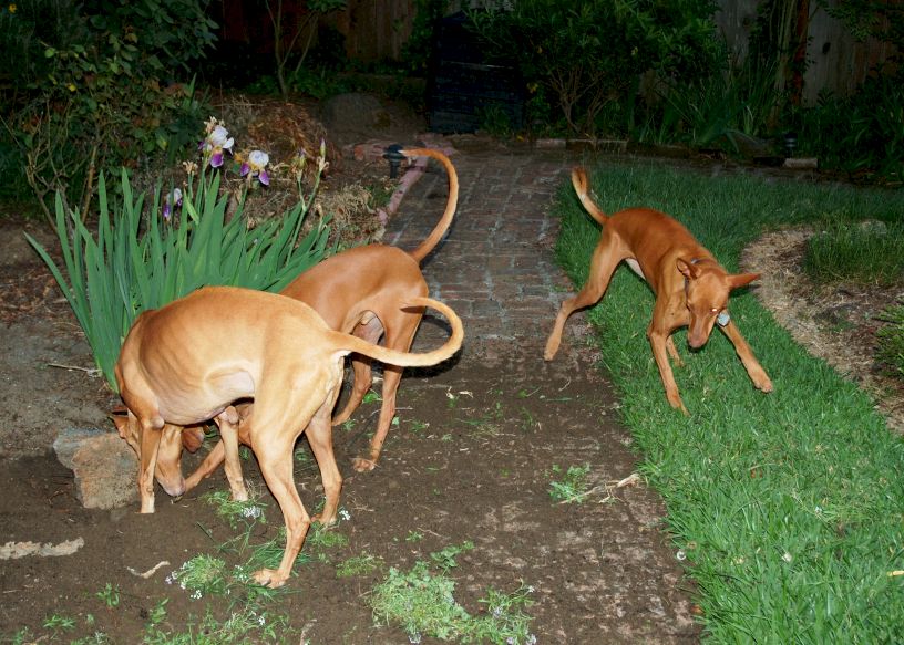 Dharma and Cardhu digging---Allie chasing dirt