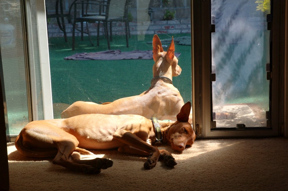 Sun Dogs