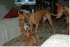Allie playing with Ruadh
