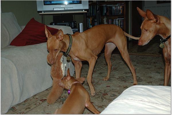 Allie playing with Ruadh