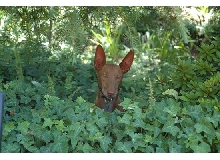Cardhu in the bushes