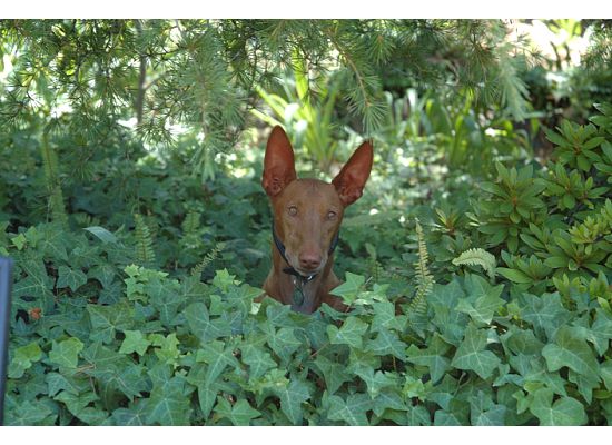 Cardhu in the bushes