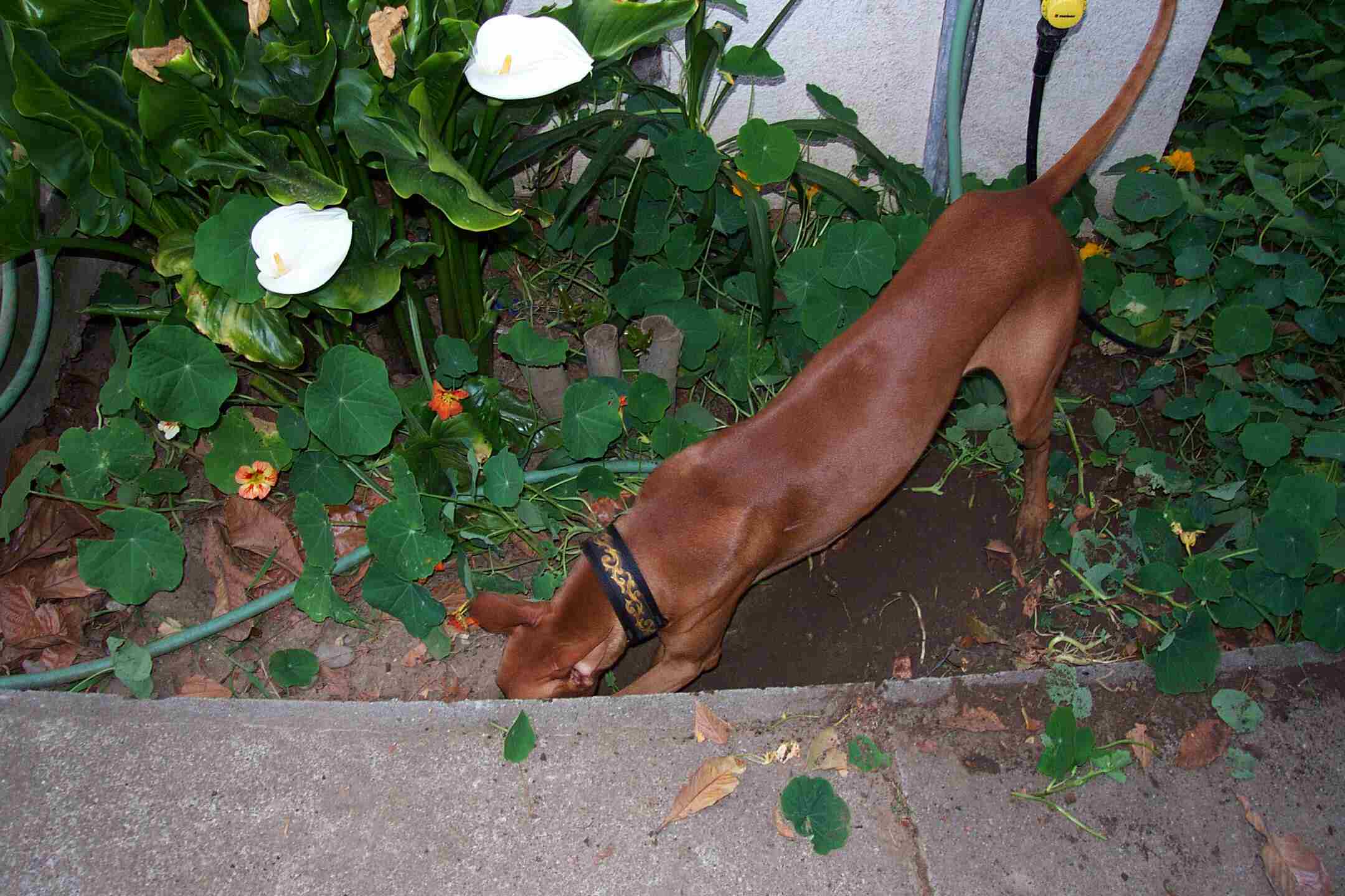 cardhu digging