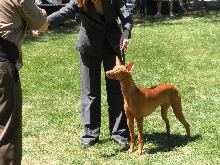 Ruadh in ring - Chief Solano 2009