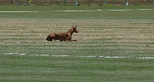 Ruadh_Coursing2