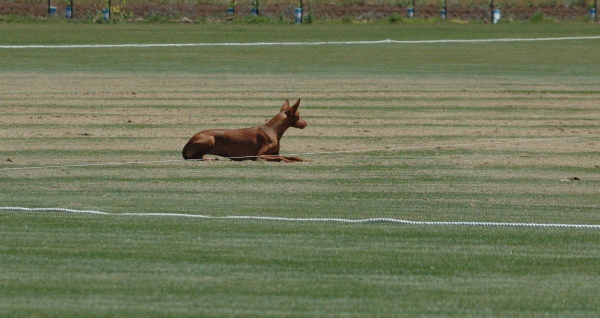 Ruadh_Coursing2