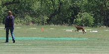 Ruadh_Coursing3