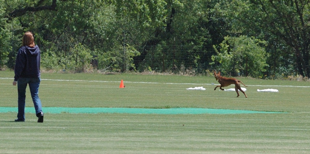 Ruadh_Coursing3