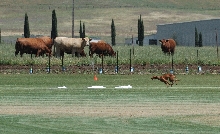 Ruadh_Coursing4