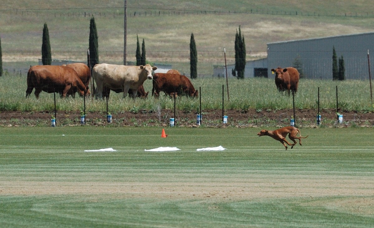 Ruadh_Coursing4