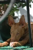 Asher