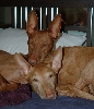 Dharma being Cardhu's pillow