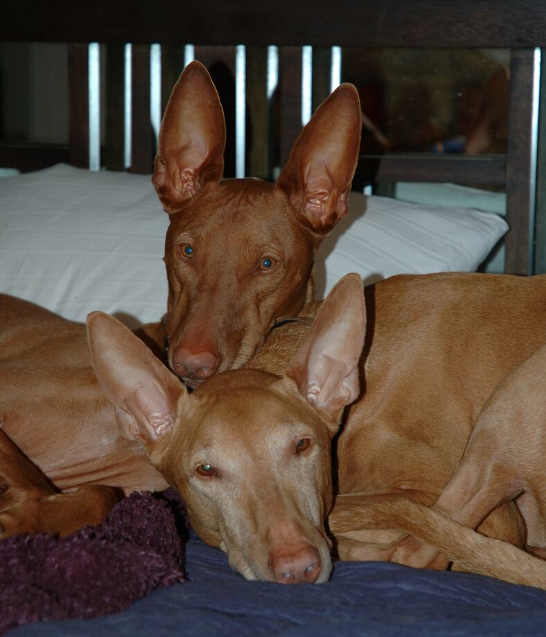 Dharma being Cardhu's pillow
