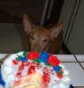One more piece of cake please?