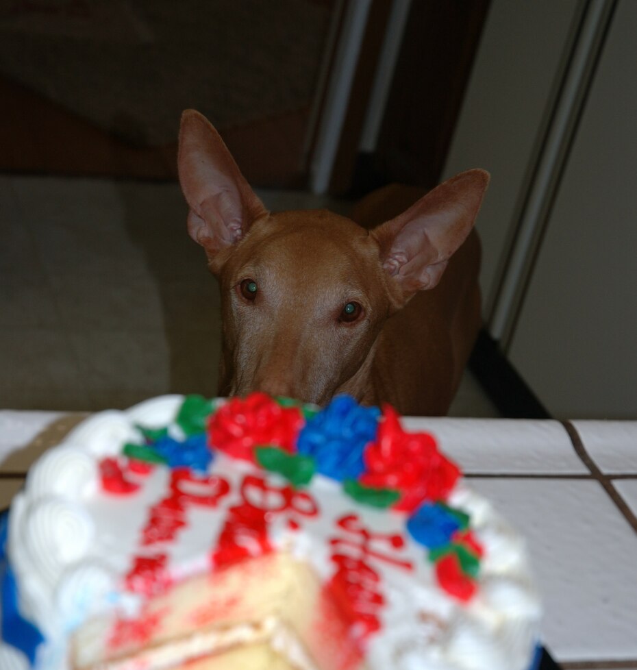One more piece of cake please?