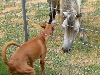 Greedy and Bear