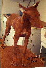 Mirage_taped ears
