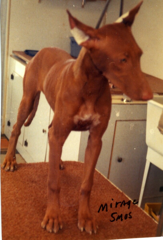 Mirage_taped ears