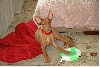 Ruadh