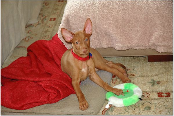 Ruadh