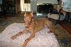 Ruadh 14 weeks