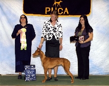 Ruadh -best in sweeps at National