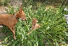 Ruadh_Cardhu_lilies