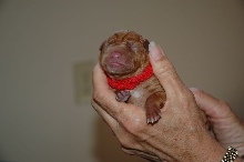 Ruadh at birth
