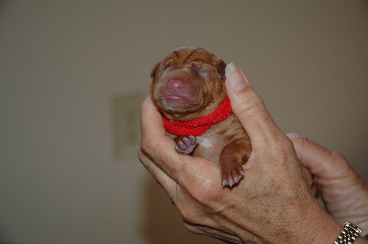 Ruadh at birth