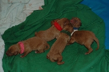 the folly litter day 1