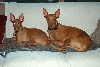 Ruadh and Allie on couch