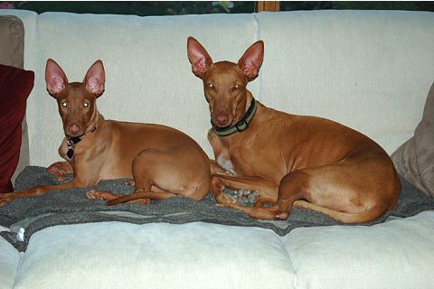 Ruadh and Allie on couch