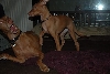 Ruadh and Cardhu playing