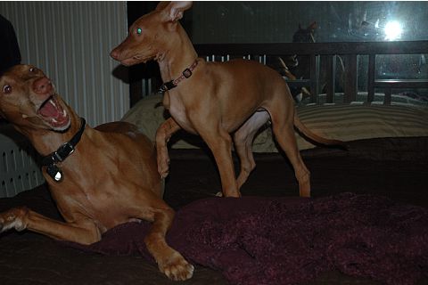 Ruadh and Cardhu playing