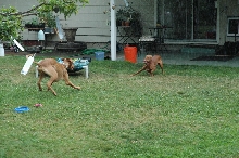 Ruadh and Viggo in rain