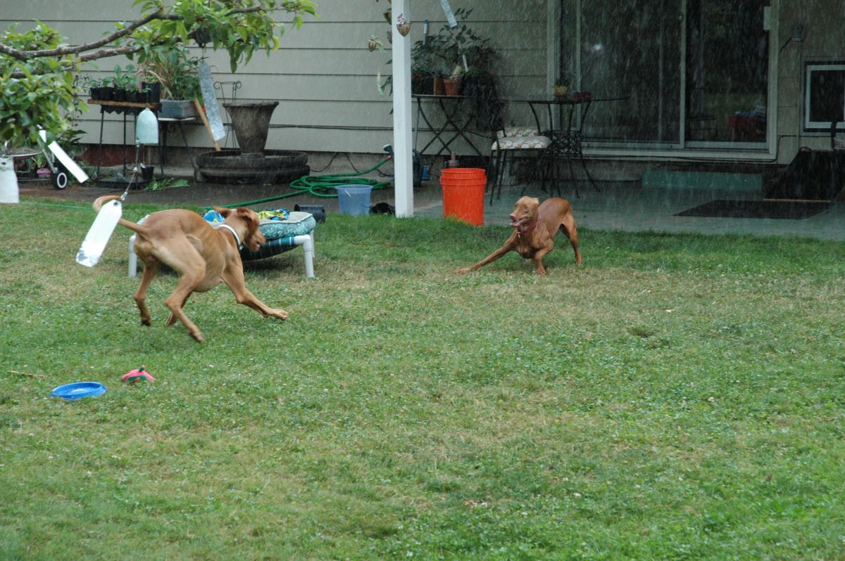Ruadh and Viggo in rain