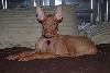 Ruadh_exhausted
