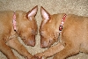 Ruadh and Sasha