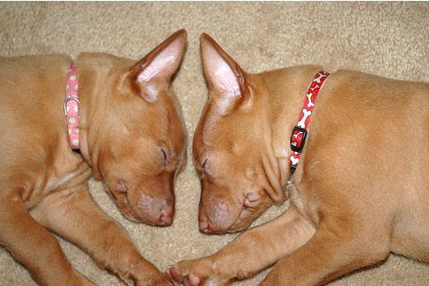 Ruadh and Sasha