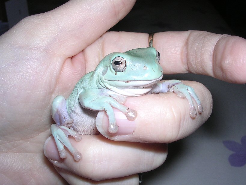 bubs